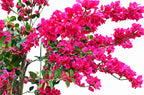 P1797-BOUGAINVILLEA TREE