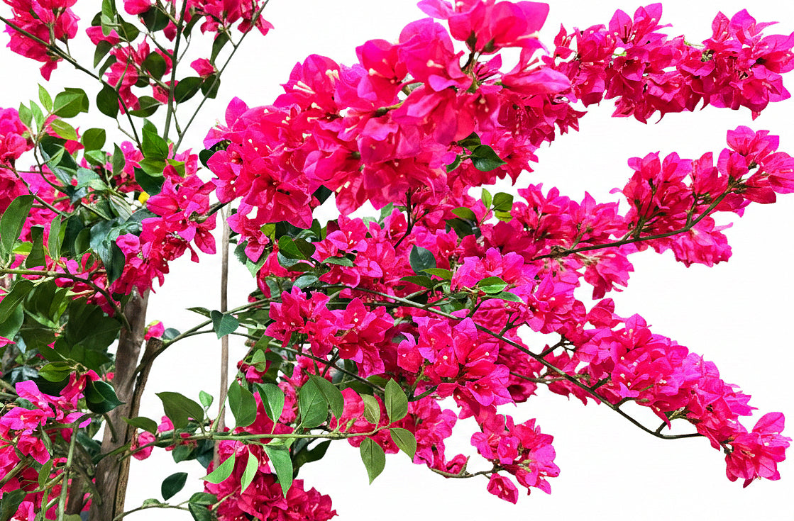P1797-BOUGAINVILLEA TREE