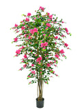 P1798-BOUGAINVILLEA TREE