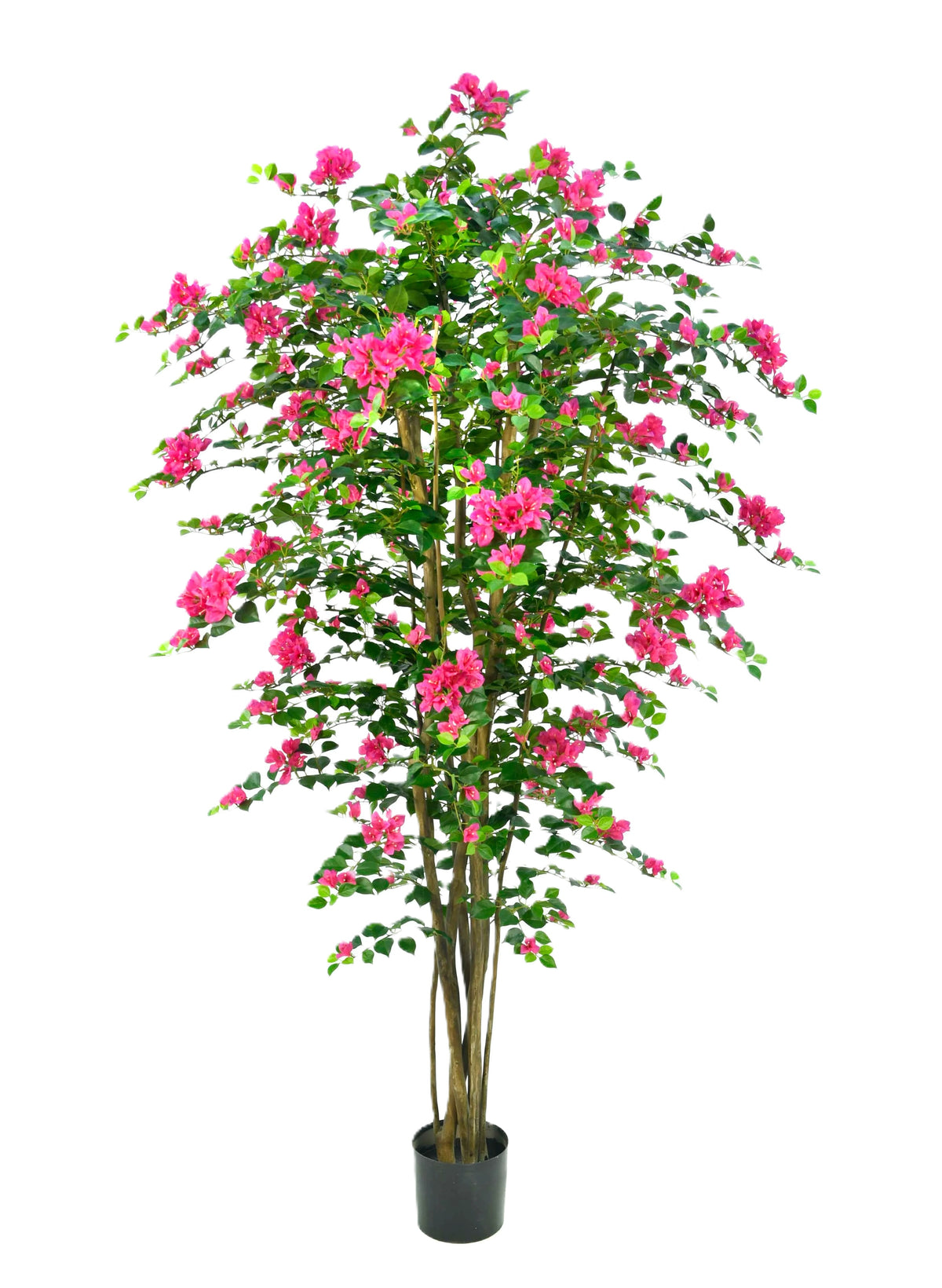 P1798-BOUGAINVILLEA TREE