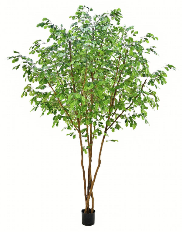 P1800-OAK TREE