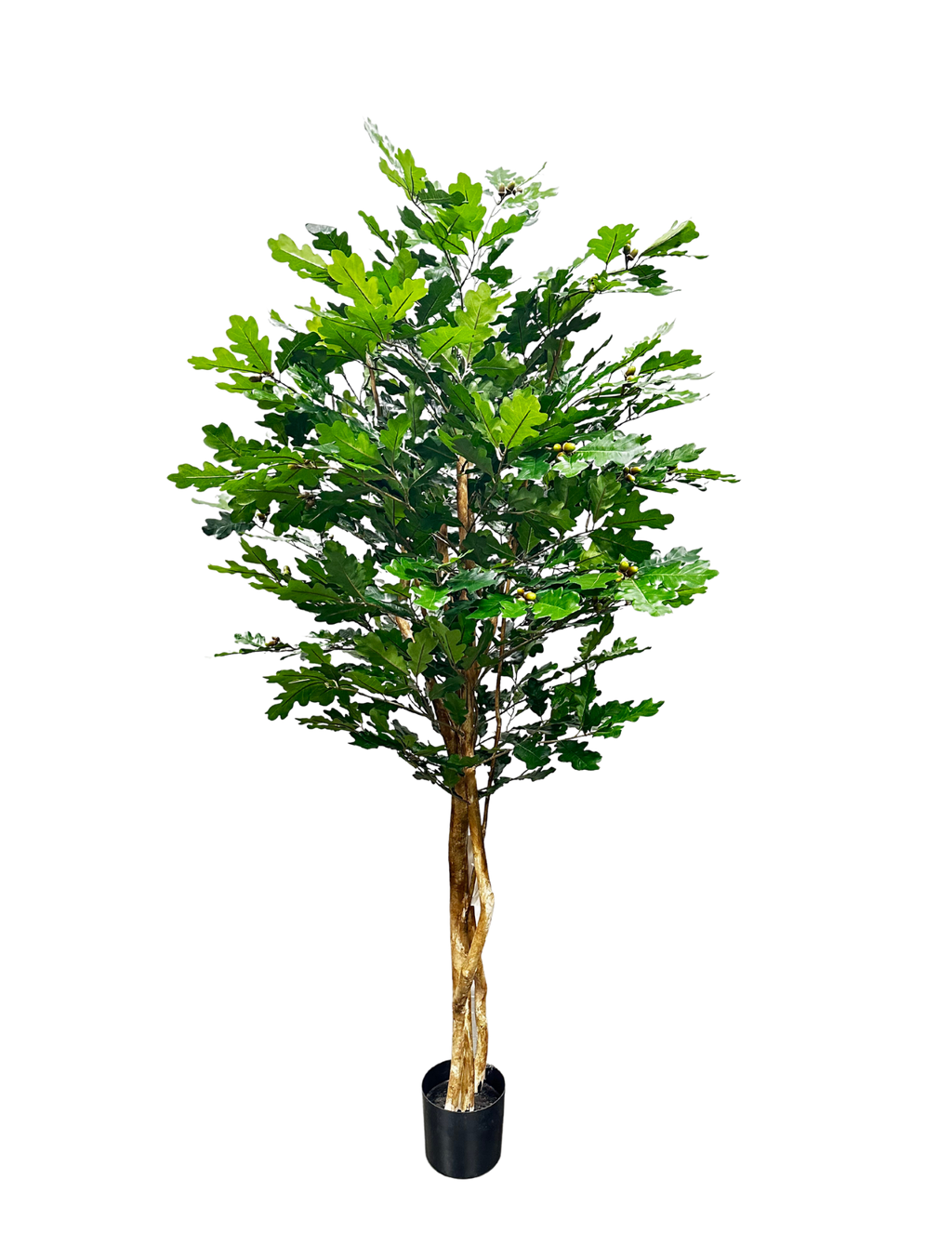 P1800-OAK TREE