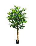 P1800-OAK TREE