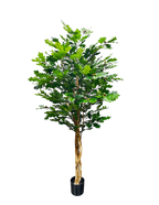 P1800-OAK TREE