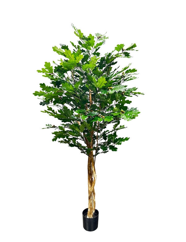 P1800-OAK TREE