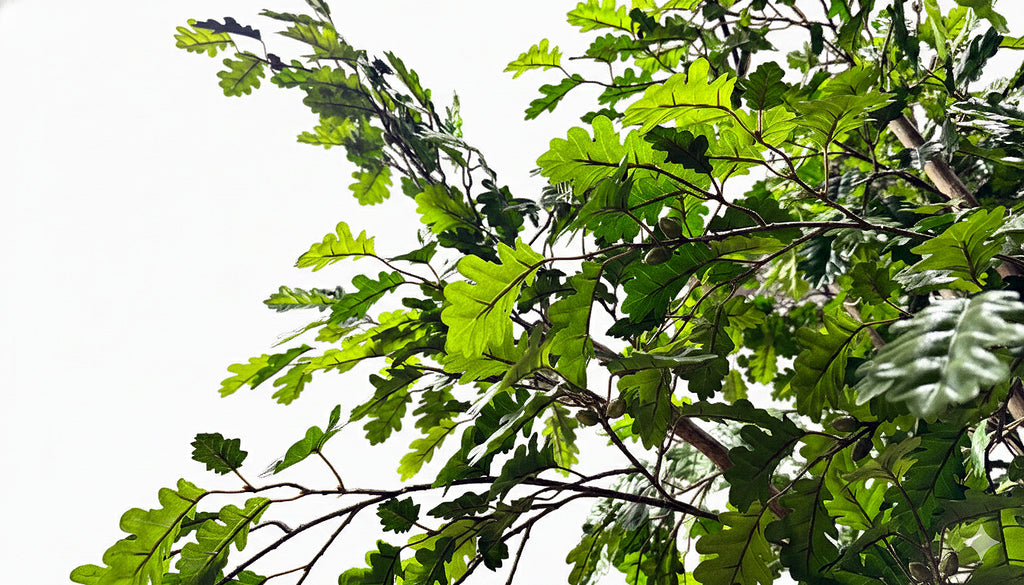 P1800-OAK TREE