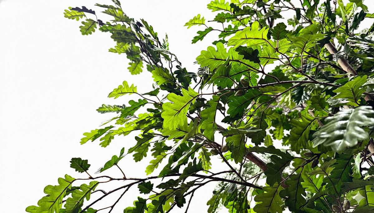 P1800-OAK TREE