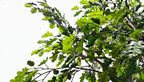 P1800-5 - N.OAK TREE W/906 LVS, 90 FRUITS