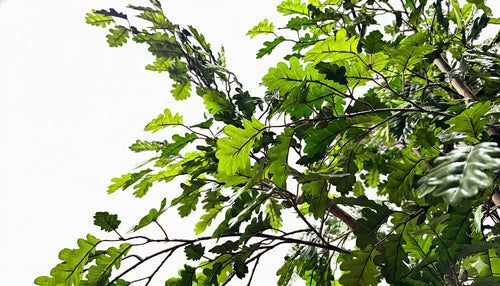 P1800-5 - N.OAK TREE W/906 LVS, 90 FRUITS