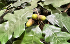 P1800-OAK TREE