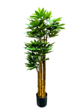P1801-4.5 - PACHIRA TREE W/502 LVS