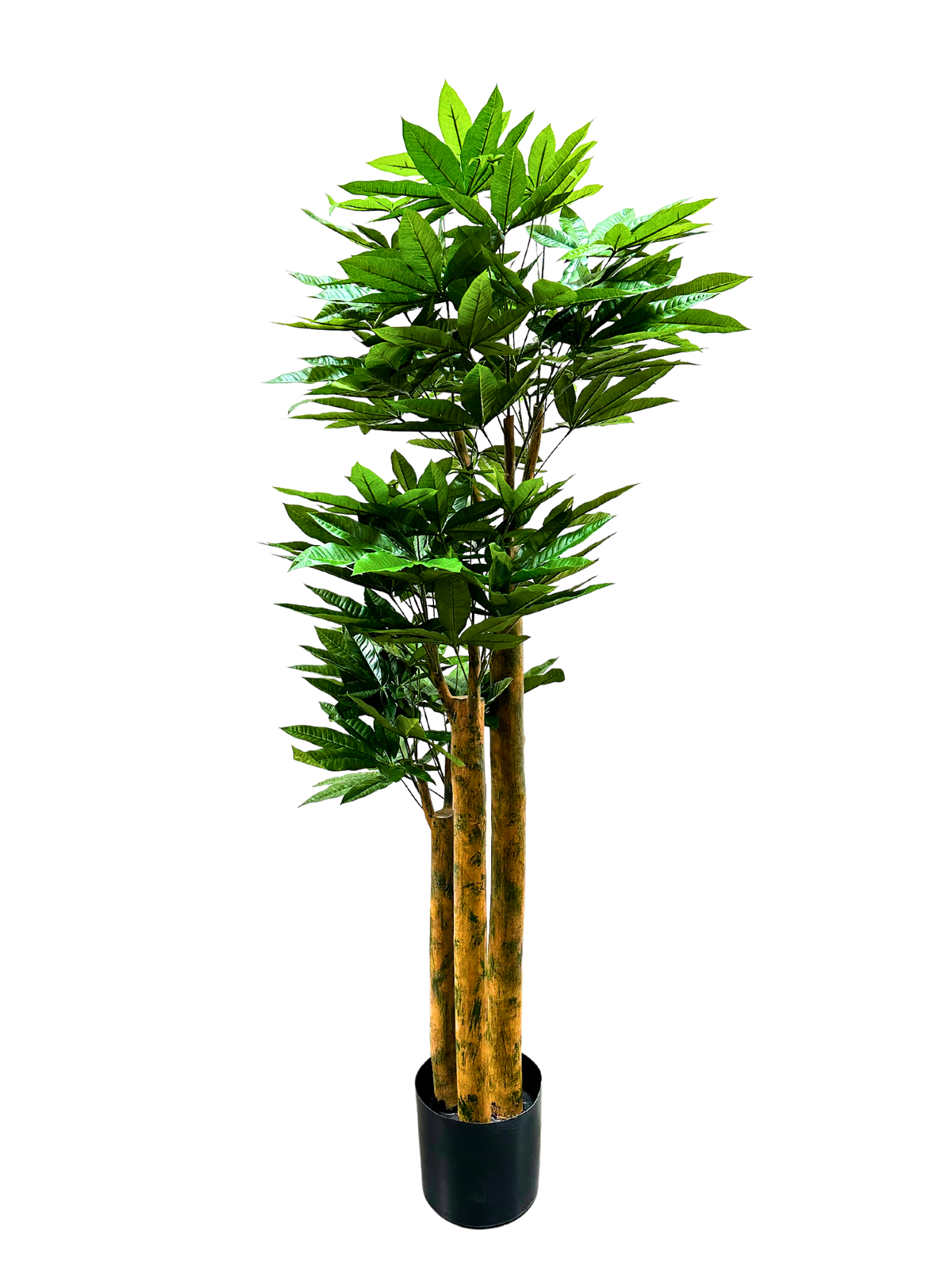 P1801-4.5 - PACHIRA TREE W/502 LVS