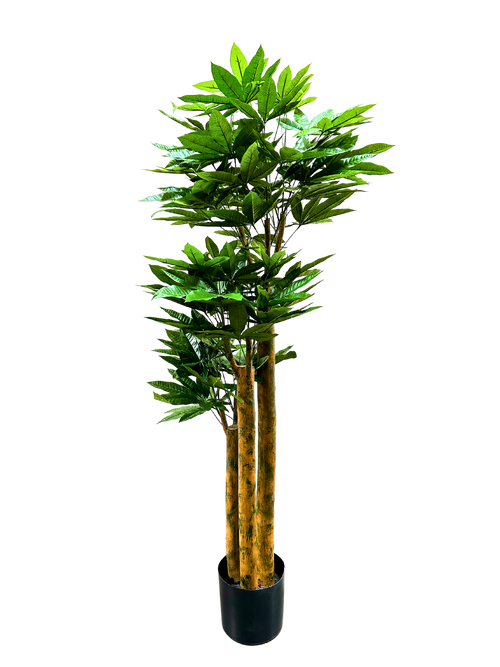 P1801-4.5 - PACHIRA TREE W/502 LVS