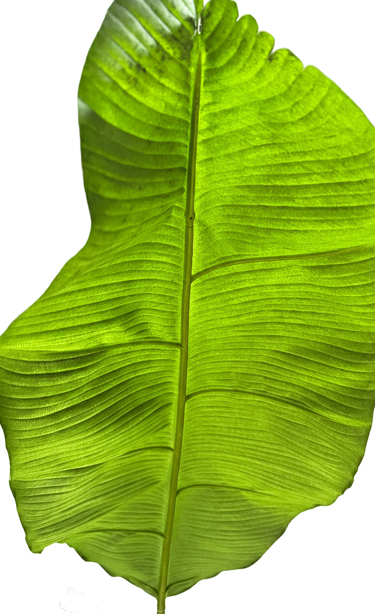 P1803-BANANA TREE