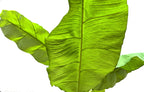 P1803-BANANA TREE
