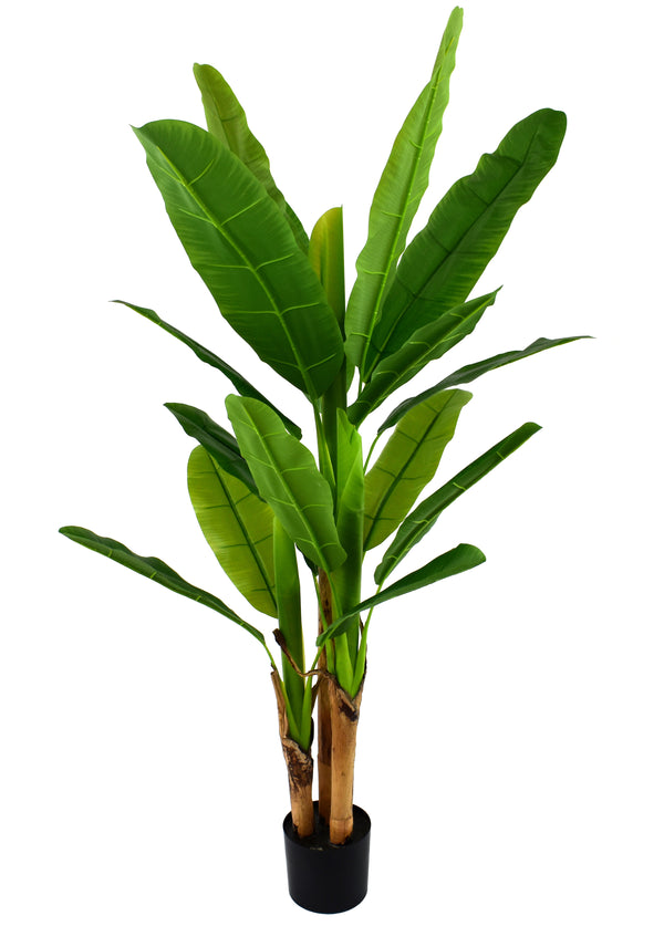P1803-BANANA TREE