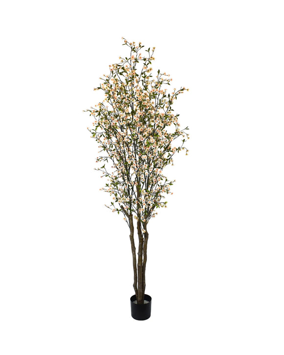 P1804UV - RESISTANT CHERRY BLOSSOM