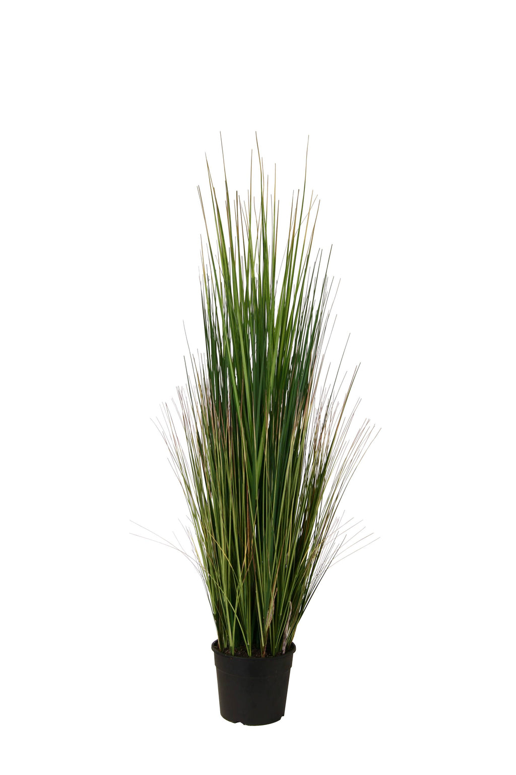 P1827-MOUNTAIN GRASS