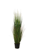 P1827-MOUNTAIN GRASS