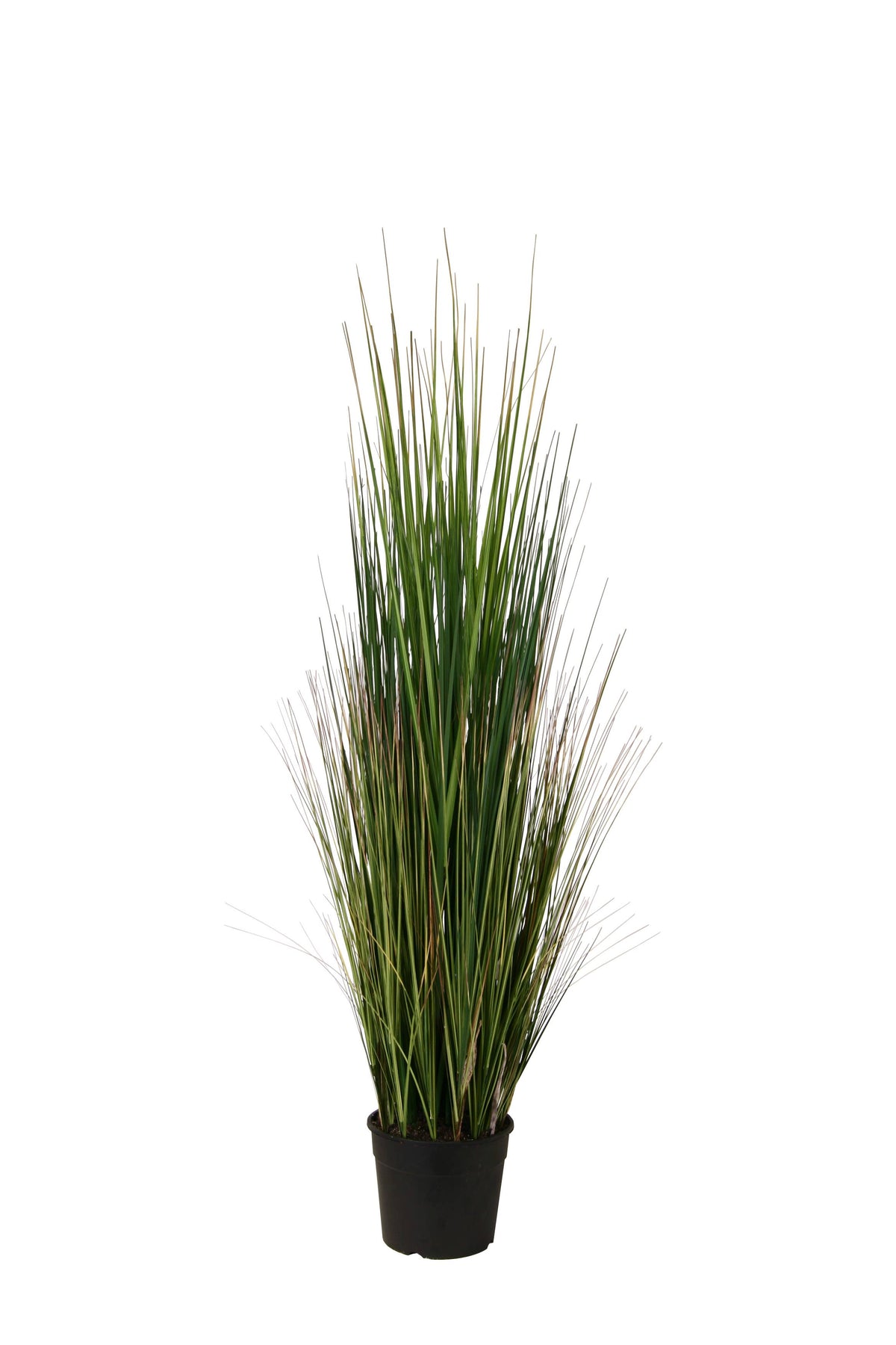 P1827-MOUNTAIN GRASS