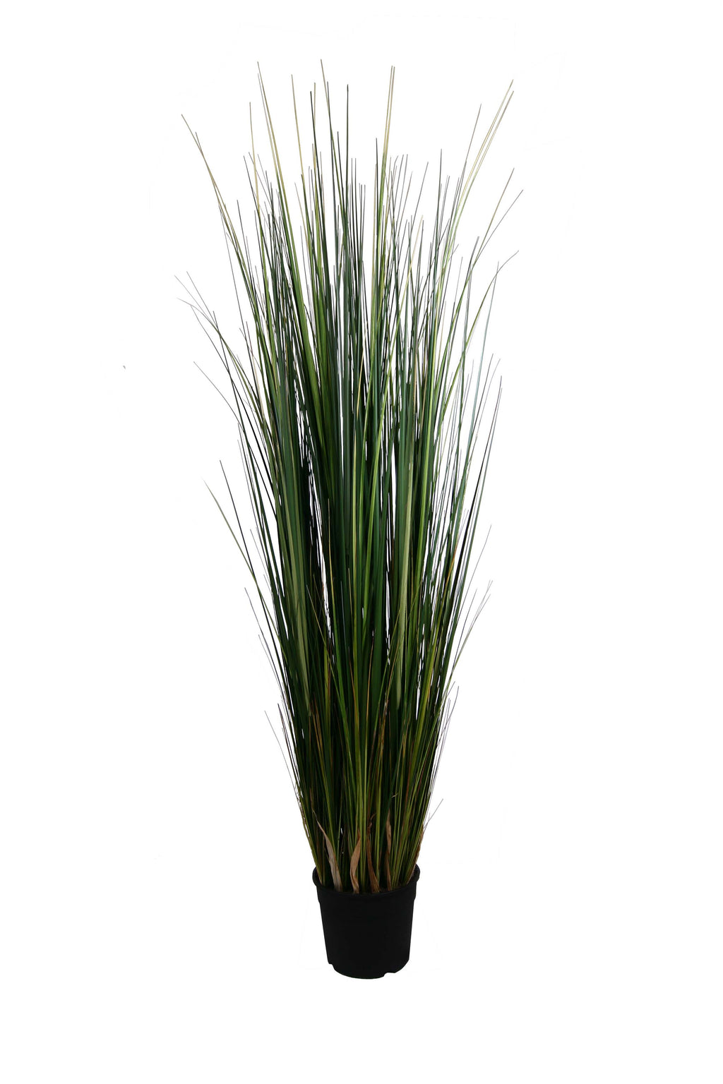 P1827-MOUNTAIN GRASS