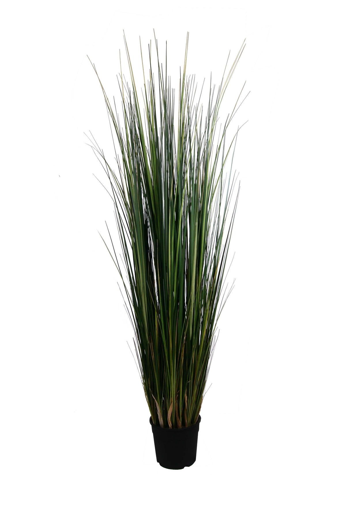 P1827-MOUNTAIN GRASS