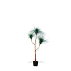P1832-RAIN TREE