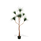 P1832-RAIN TREE