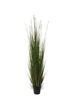 P1836-ONION GRASS