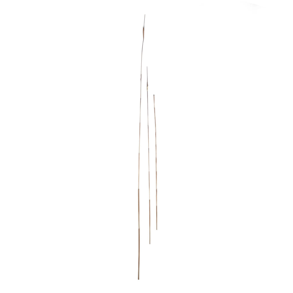 P1854 - LUCKY BAMBOO STEM  WINE