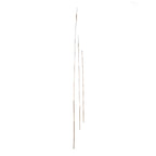 P1854 - LUCKY BAMBOO STEM  WINE