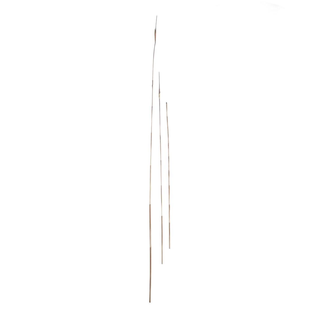 P1854 - LUCKY BAMBOO STEM  WINE