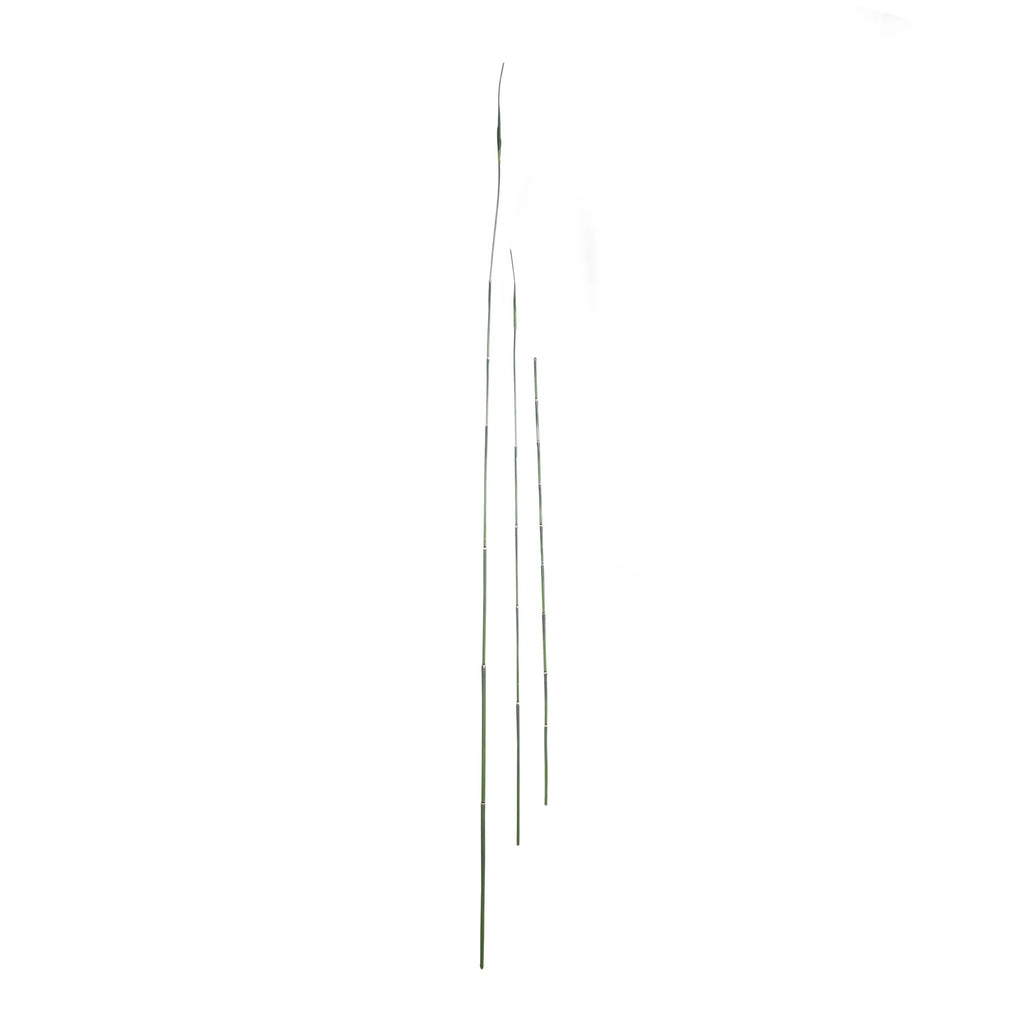 P1854 - LUCKY BAMBOO STEM  WINE