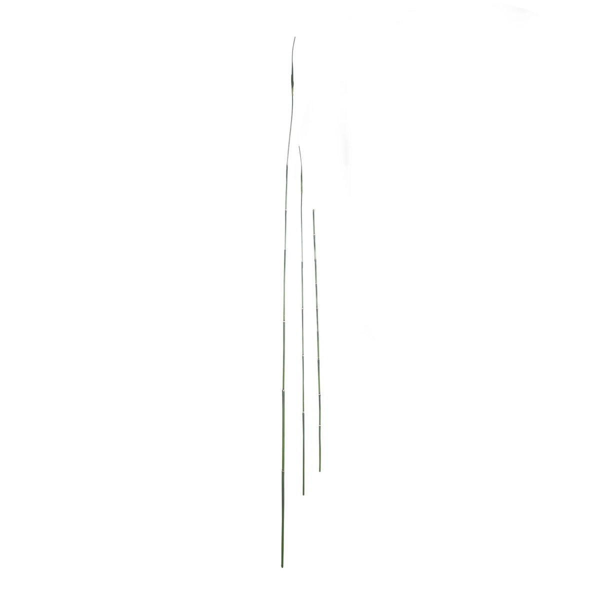 P1854 - LUCKY BAMBOO STEM  WINE
