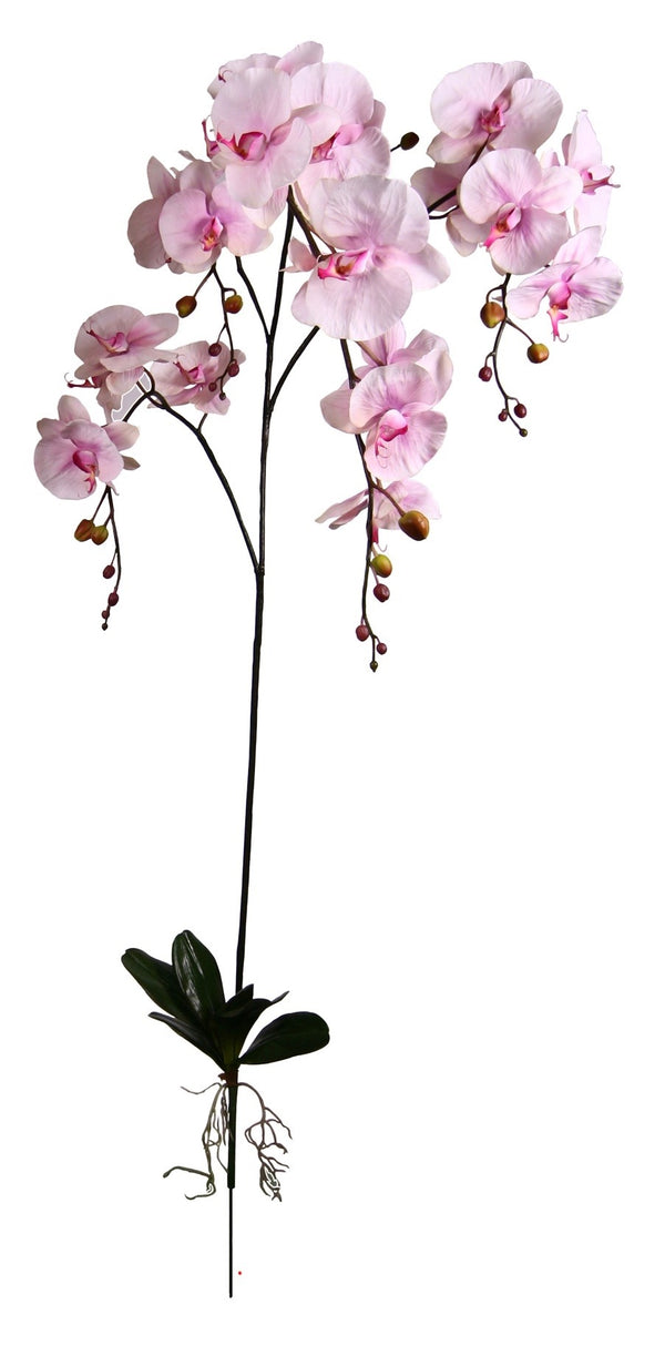 P2131 - GIANT PHALEANOPSIS PLANT W