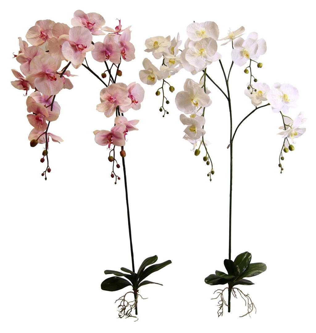 P2131 - GIANT PHALEANOPSIS PLANT W