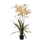 P2132 - PTD ONCIDIUM ORCHID RUST