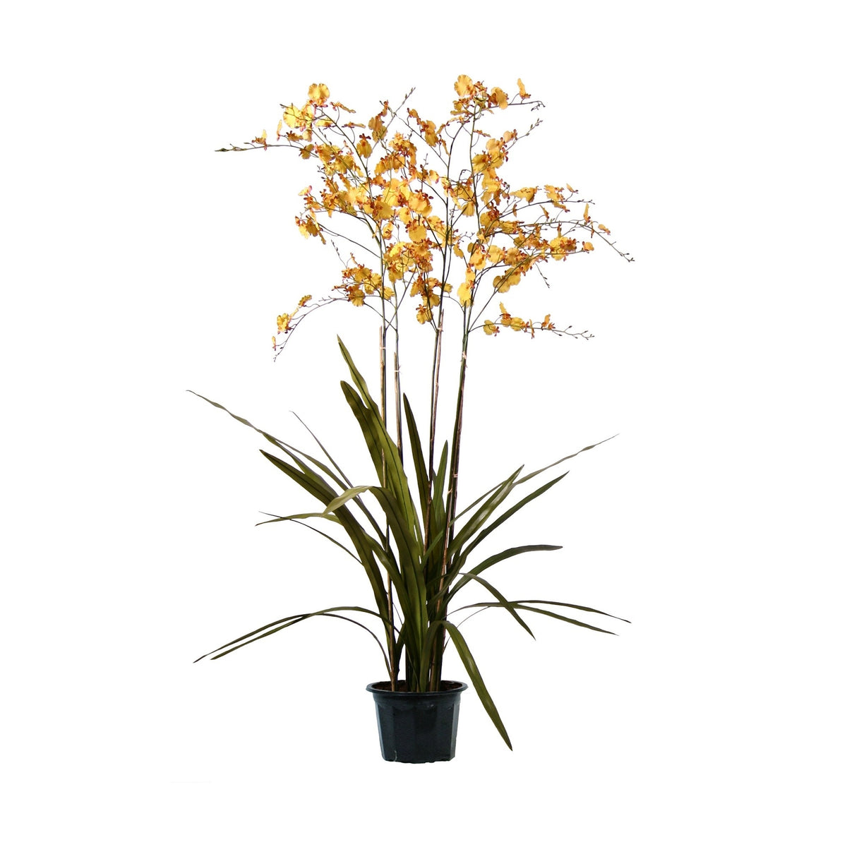 P2132 - PTD ONCIDIUM ORCHID RUST