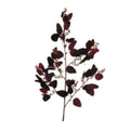 P2814 - EUCALYPTUS SPRAY