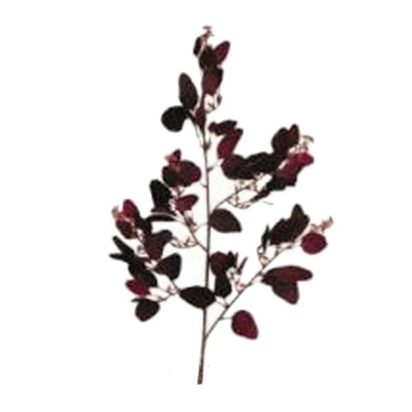 P2814 - EUCALYPTUS SPRAY