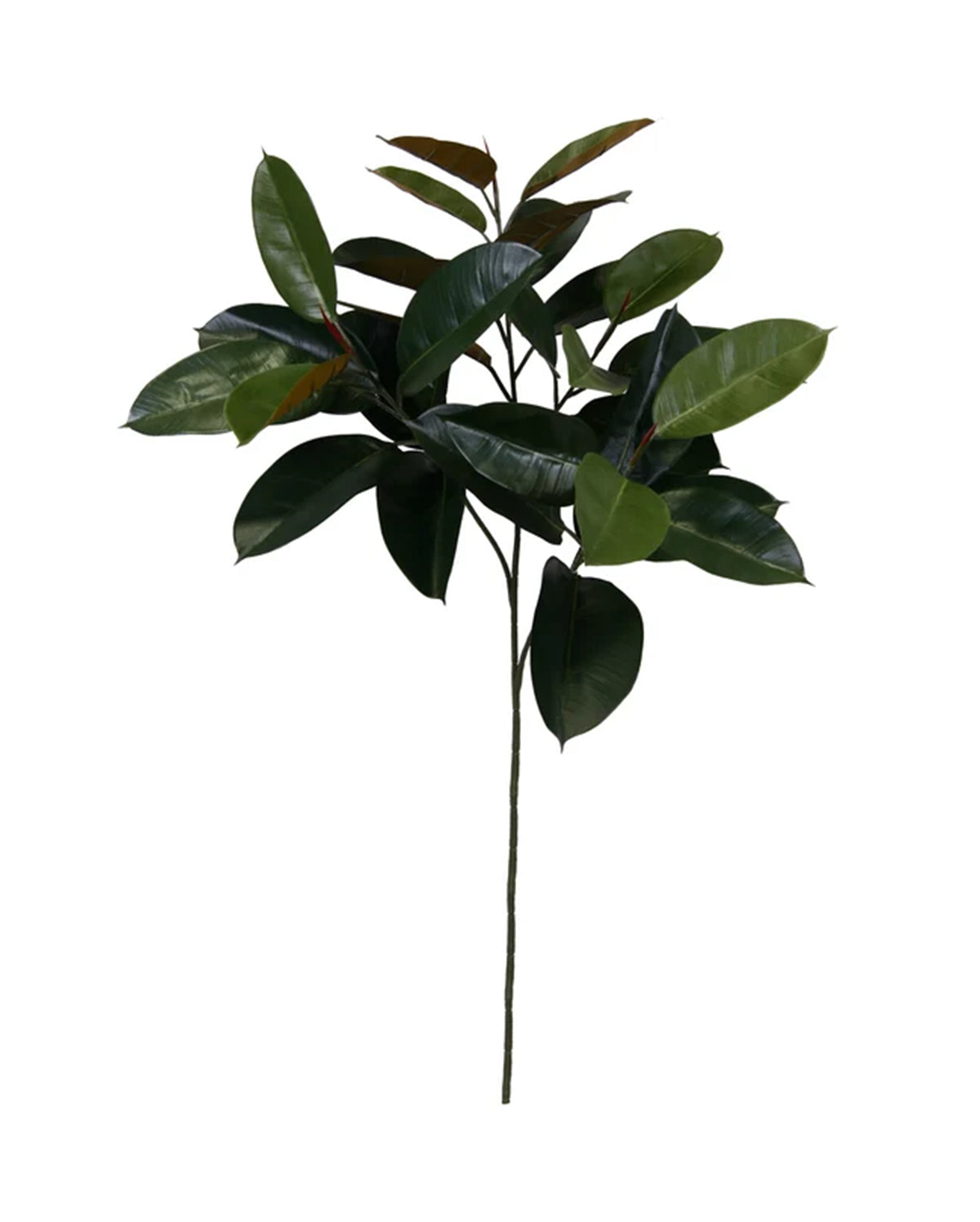 P2818 - RUBBER PLANT SPRAY