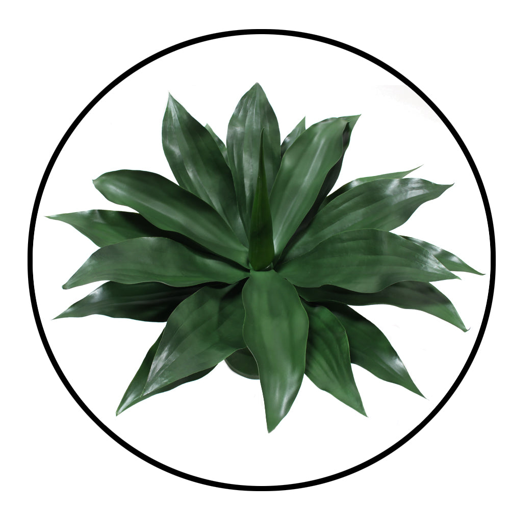 P2836-GIANT GREEN AGAVE PLANT