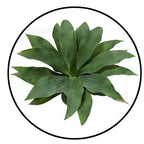 P2836-GIANT GREEN AGAVE PLANT
