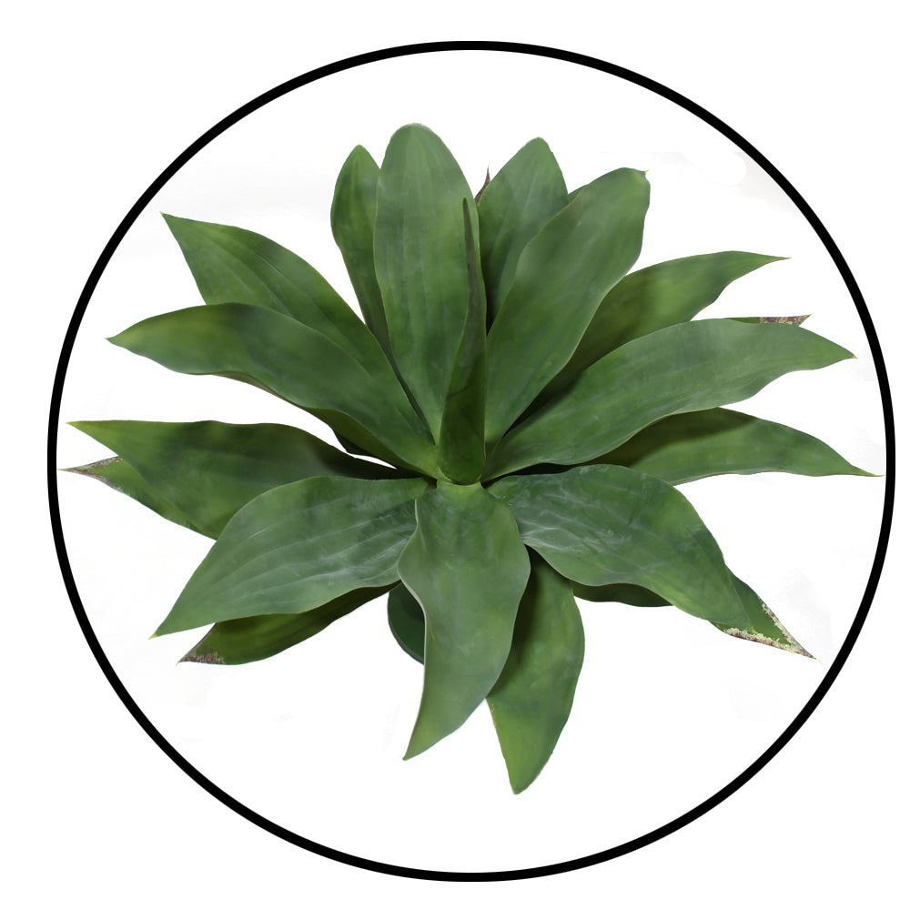P2836-GIANT GREEN AGAVE PLANT