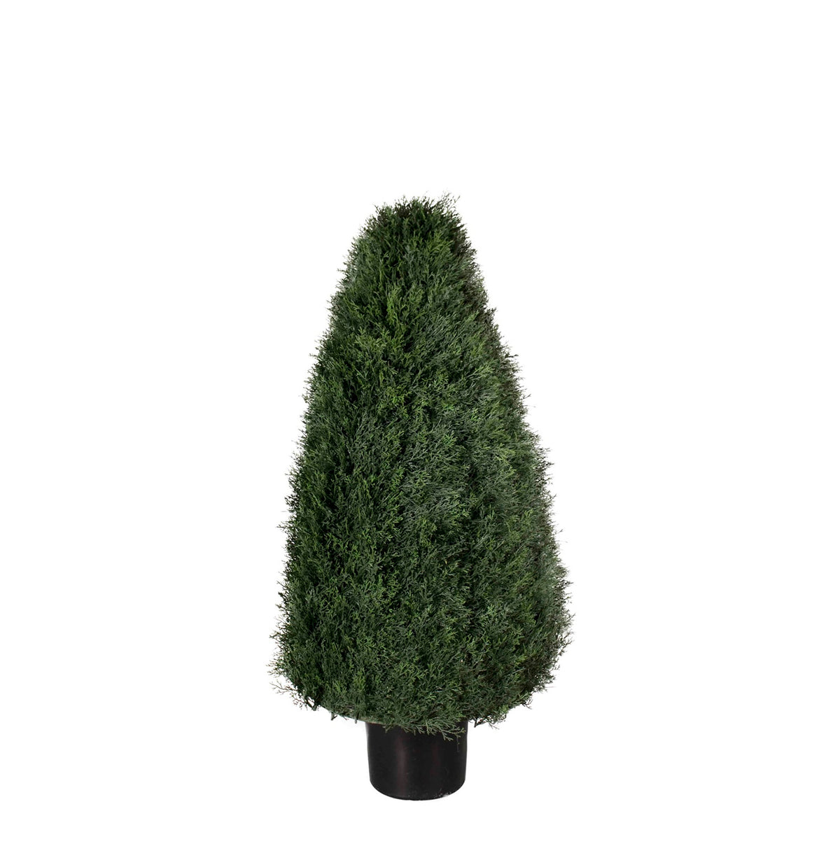 P3021-POND CYPRESS TOPIARY