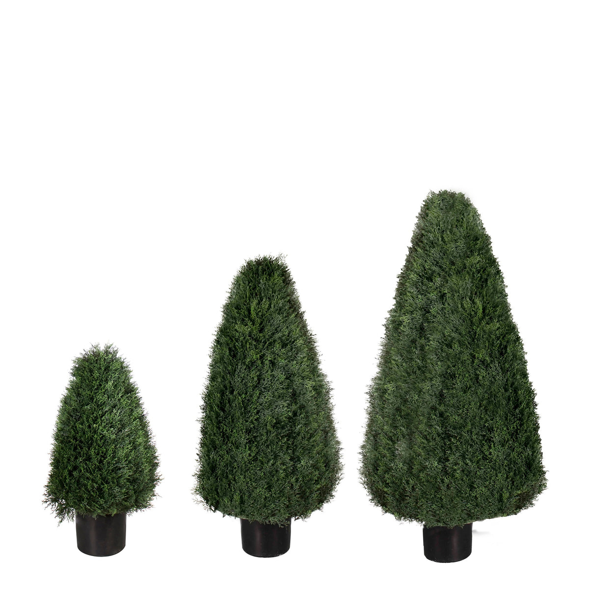 P3021-POND CYPRESS TOPIARY