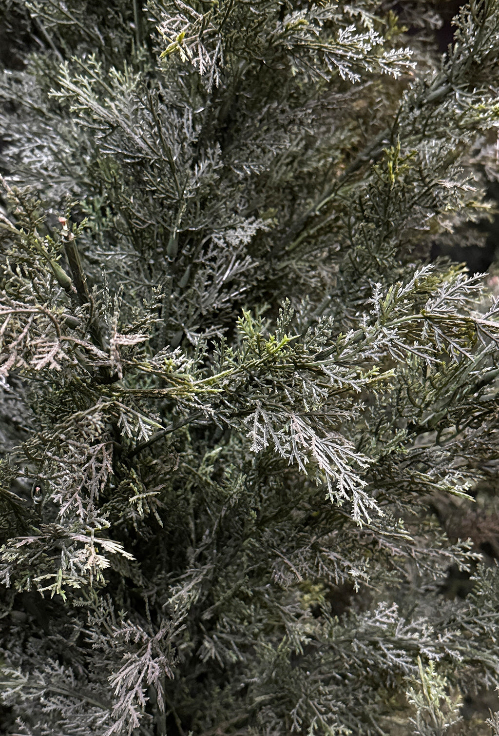 P3022-MINI CEDAR PINE TREE
