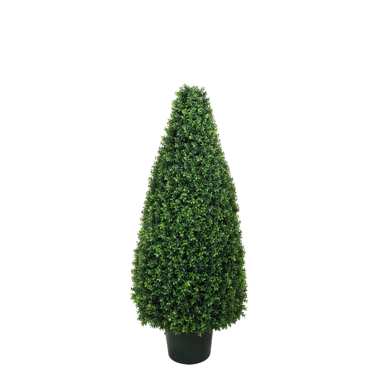 P3024C-BASIL CONE TOPIARY