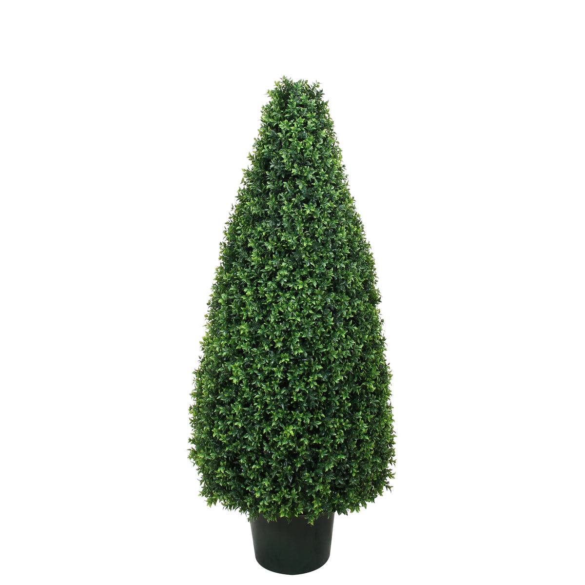 P3024C-BASIL CONE TOPIARY