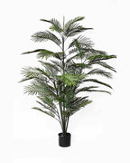 P3031-ARECA PALM
